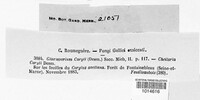 Piggotia coryli image